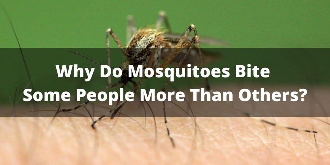 Why Do Mosquitoes Bite Some People More Than Others? - The Adventurous ...